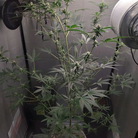 Assorted auto buddha seed  growlog timeline photo