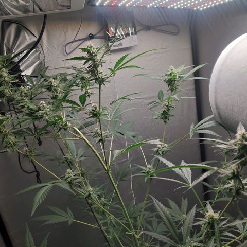 Assorted auto buddha seed  growlog timeline photo