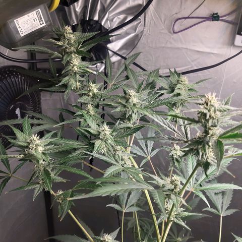 Assorted auto buddha seed  growlog timeline photo