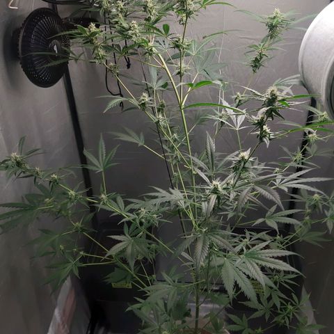 Assorted auto buddha seed  growlog timeline photo