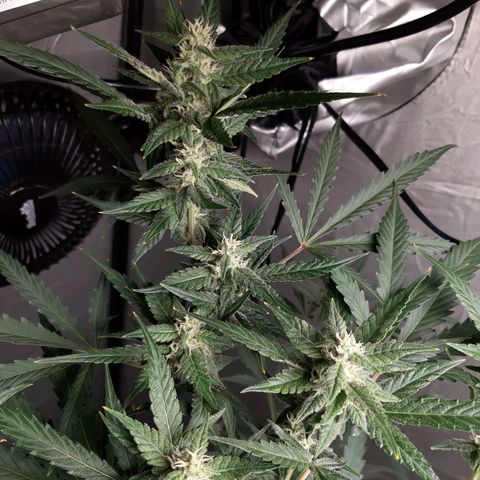 Assorted auto buddha seed  growlog timeline photo
