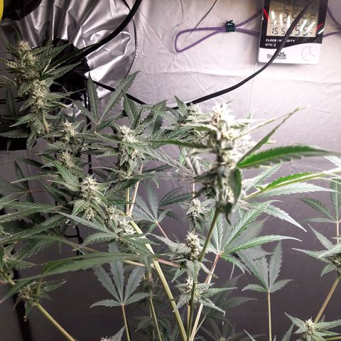 Assorted auto buddha seed  growlog timeline photo