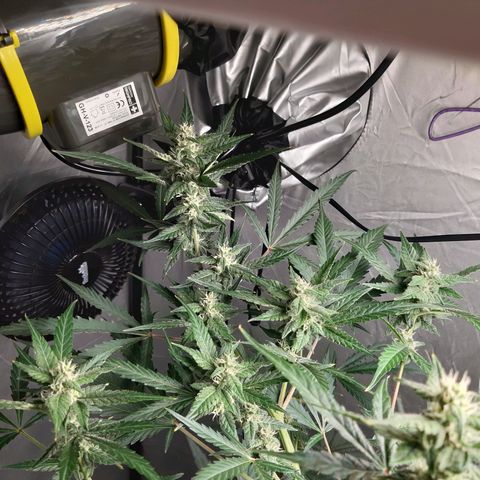 Assorted auto buddha seed  growlog timeline photo