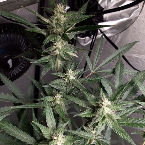 Assorted auto buddha seed  growlog timeline photo