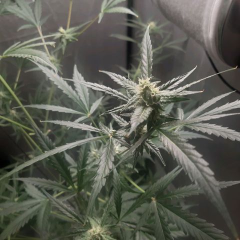 Assorted auto buddha seed  growlog timeline photo