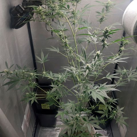 Assorted auto buddha seed  growlog timeline photo
