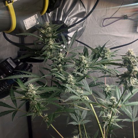 Assorted auto buddha seed  growlog timeline photo