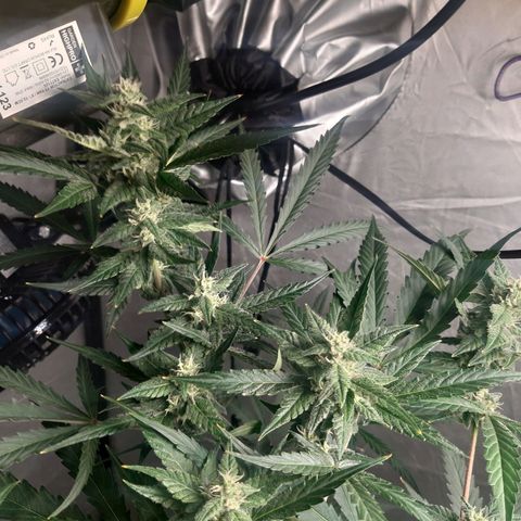 Assorted auto buddha seed  growlog timeline photo