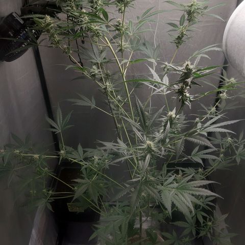 Assorted auto buddha seed  growlog timeline photo