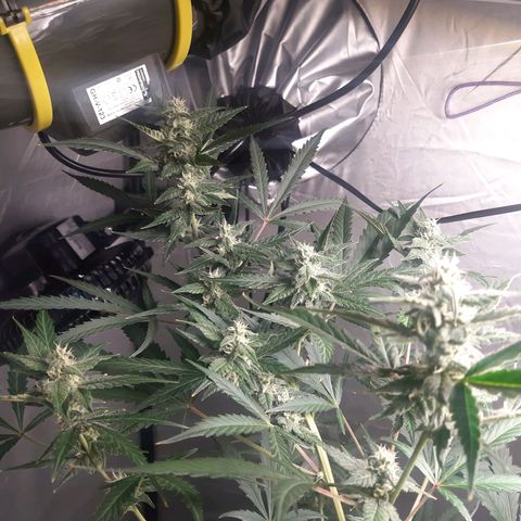 Assorted auto buddha seed  growlog timeline photo