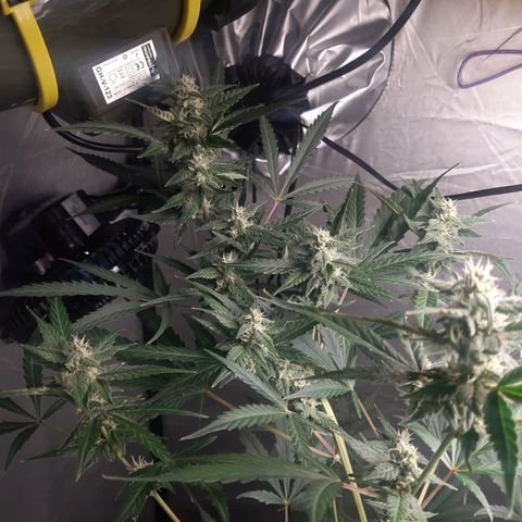 Assorted auto buddha seed  growlog timeline photo