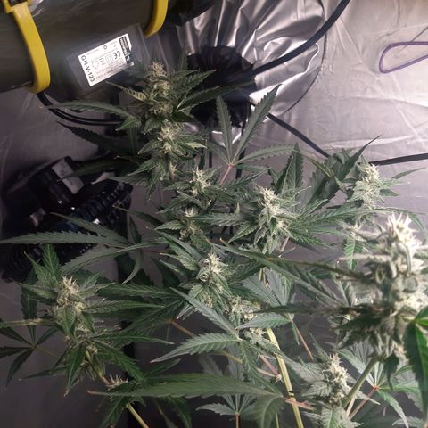 Assorted auto buddha seed  growlog timeline photo