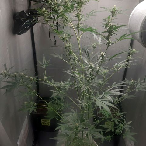 Assorted auto buddha seed  growlog timeline photo