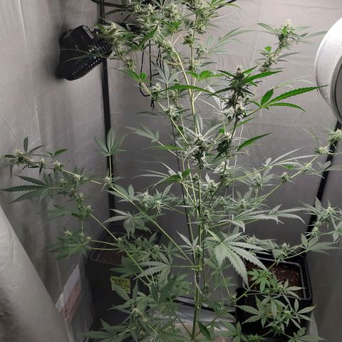 Assorted auto buddha seed  growlog timeline photo