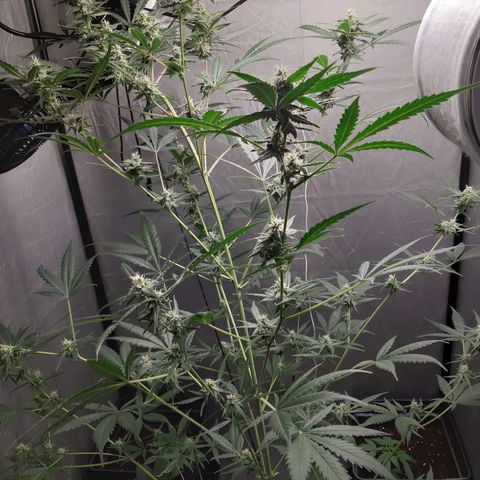 Assorted auto buddha seed  growlog timeline photo