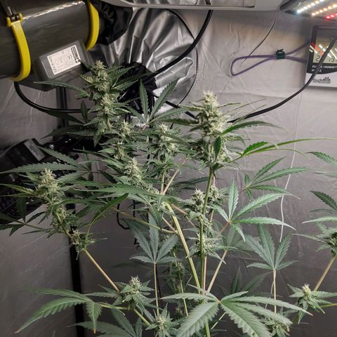 Assorted auto buddha seed  growlog timeline photo