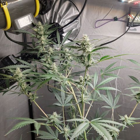 Assorted auto buddha seed  growlog timeline photo