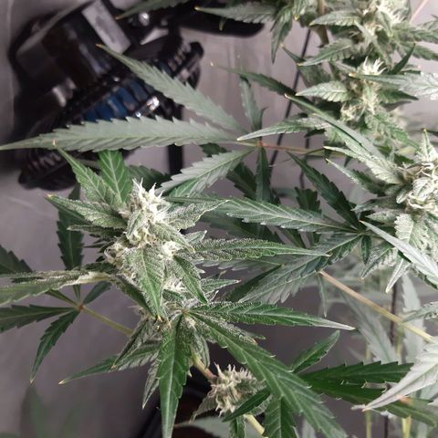 Assorted auto buddha seed  growlog timeline photo