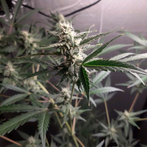 Assorted auto buddha seed  growlog timeline photo