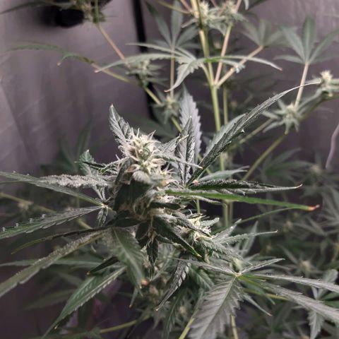 Assorted auto buddha seed  growlog timeline photo