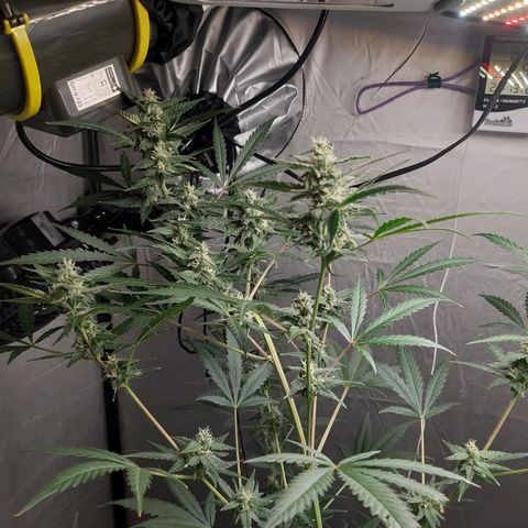 Assorted auto buddha seed  growlog timeline photo