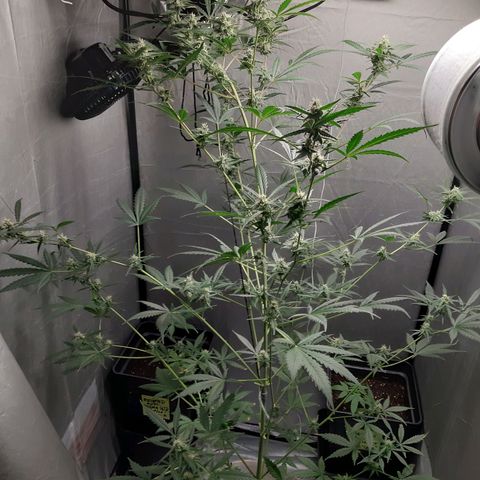 Assorted auto buddha seed  growlog timeline photo