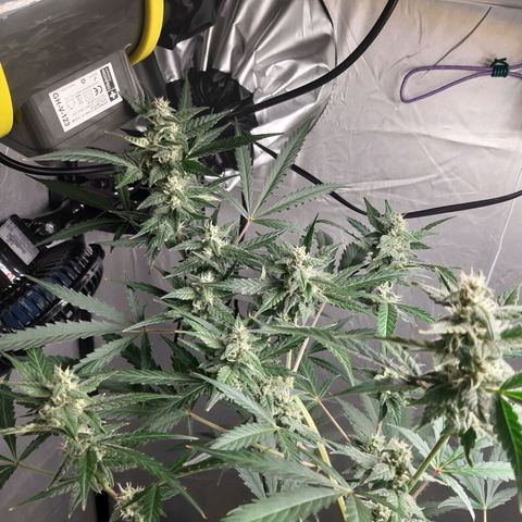 Assorted auto buddha seed  growlog timeline photo