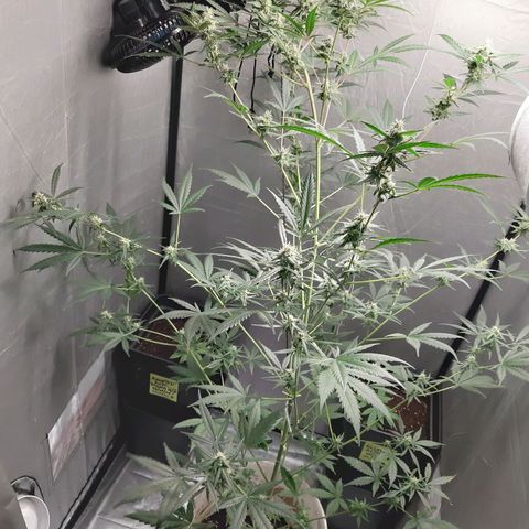Assorted auto buddha seed  growlog timeline photo