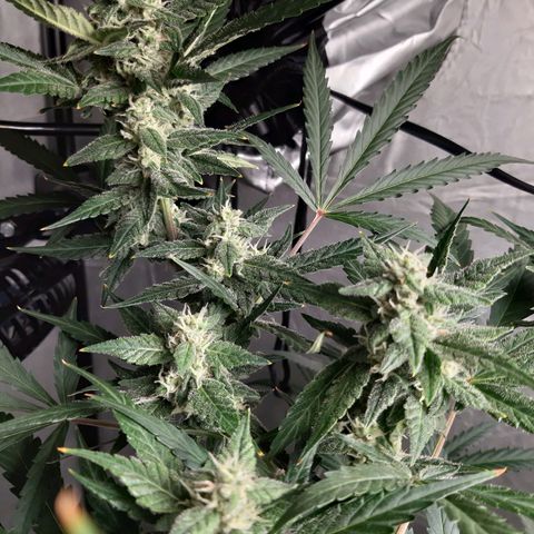 Assorted auto buddha seed  growlog timeline photo