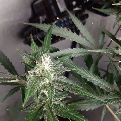 Assorted auto buddha seed  growlog timeline photo