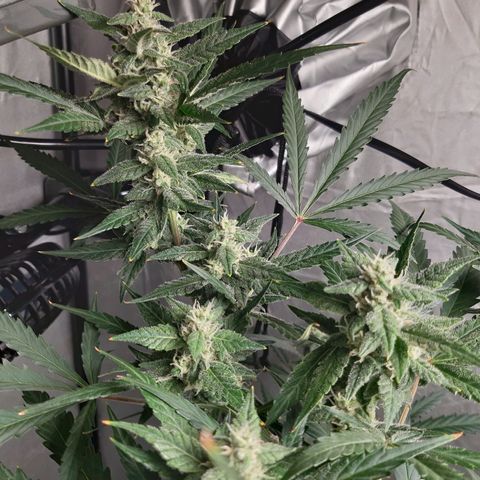 Assorted auto buddha seed  growlog timeline photo