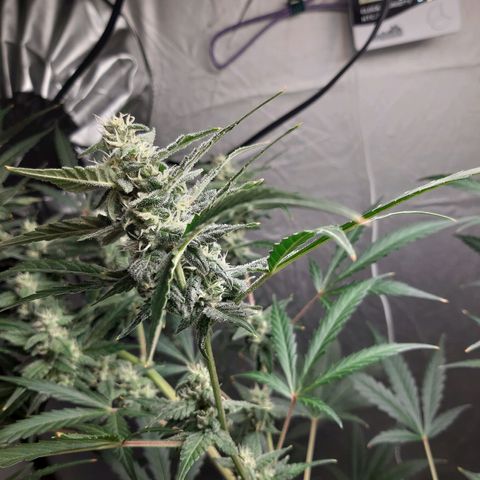 Assorted auto buddha seed  growlog timeline photo