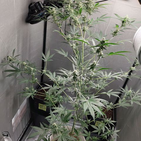 Assorted auto buddha seed  growlog timeline photo