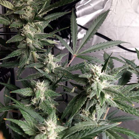 Assorted auto buddha seed  growlog timeline photo