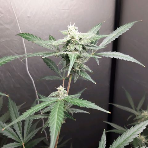 Assorted auto buddha seed  growlog timeline photo