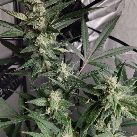 Assorted auto buddha seed  growlog timeline photo