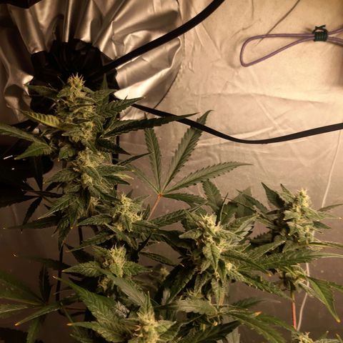 Assorted auto buddha seed  growlog timeline photo