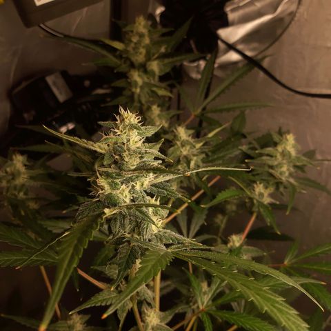 Assorted auto buddha seed  growlog timeline photo