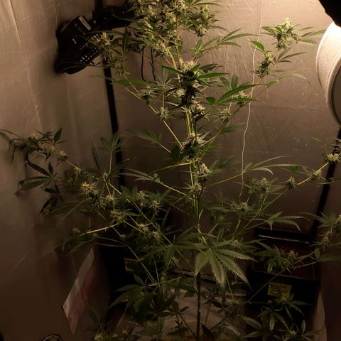 Assorted auto buddha seed  growlog timeline photo