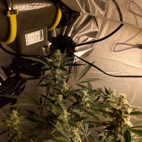 Assorted auto buddha seed  growlog timeline photo