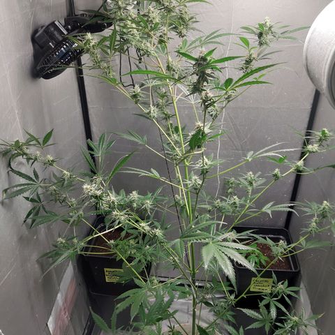Assorted auto buddha seed  growlog timeline photo