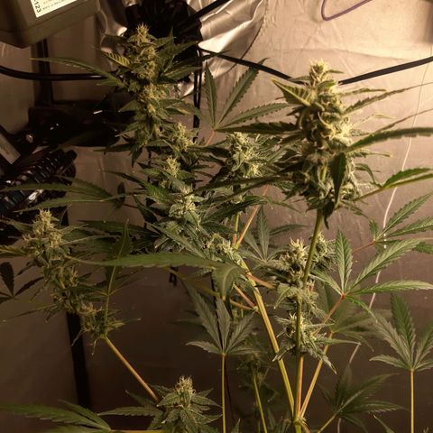 Assorted auto buddha seed  growlog timeline photo