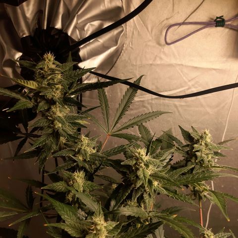 Assorted auto buddha seed  growlog timeline photo