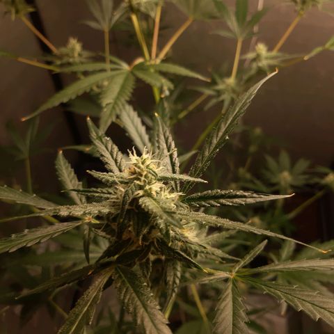 Assorted auto buddha seed  growlog timeline photo