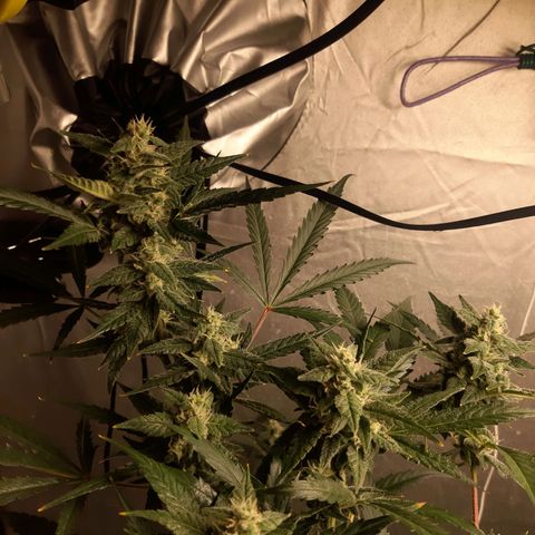 Assorted auto buddha seed  growlog timeline photo