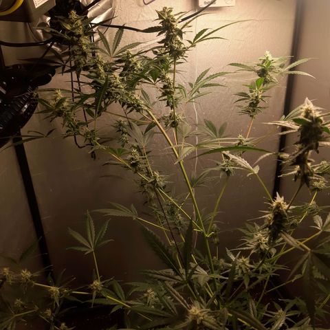 Assorted auto buddha seed  growlog timeline photo