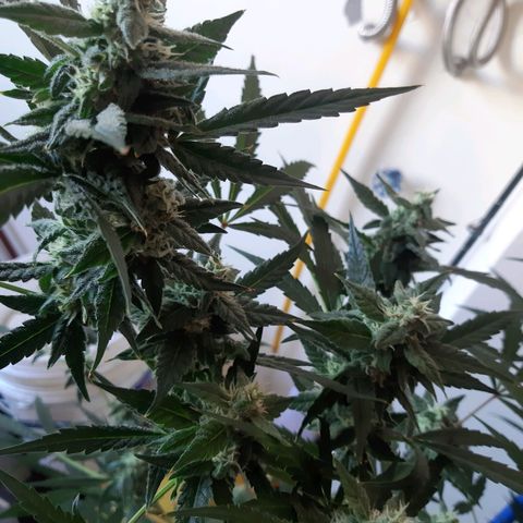 Assorted auto buddha seed  growlog timeline photo
