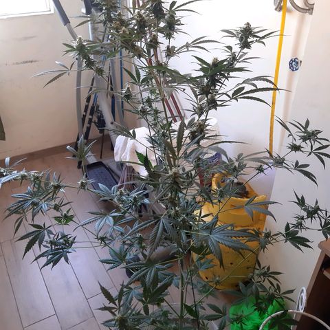 Assorted auto buddha seed  growlog timeline photo