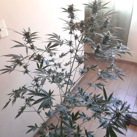 Assorted auto buddha seed  growlog timeline photo