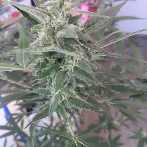 Assorted auto buddha seed  growlog timeline photo